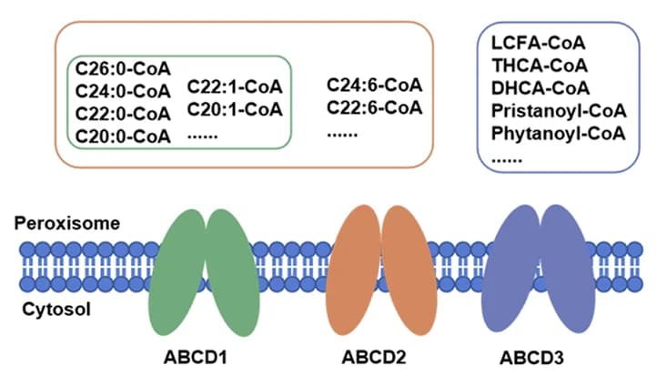 Open access visualization of Workflow, Illustration, Substrate Specificity, Transporters, Peroxisome Membrane