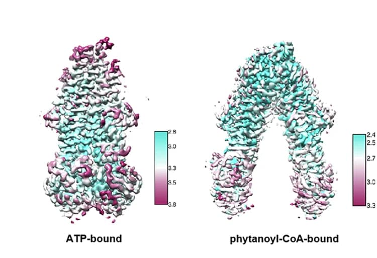 Open access visualization of Protein Structure, Cryo-EM Maps, ABCD3 Structures, UCSF ChimeraX, CryoSPARC