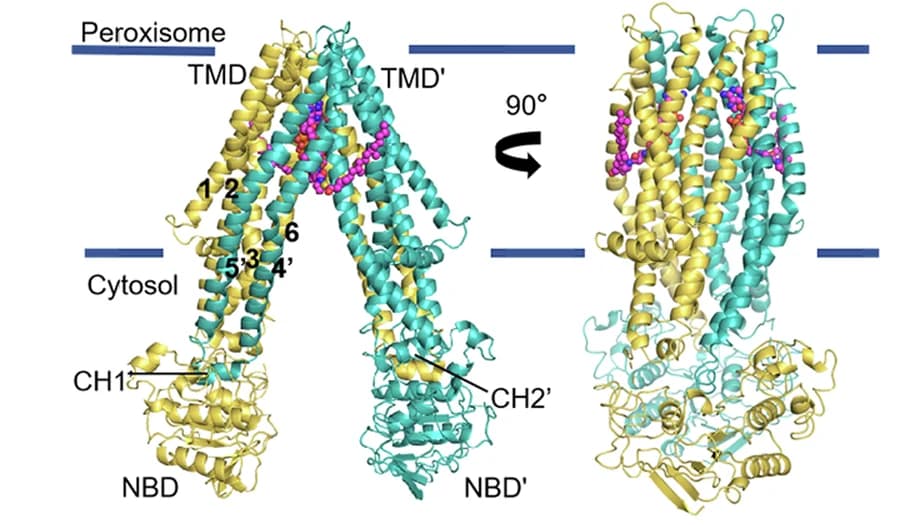 Open access visualization of Protein Structure, ABCD3, Phytanoyl-CoA, Peroxisome, Membrane