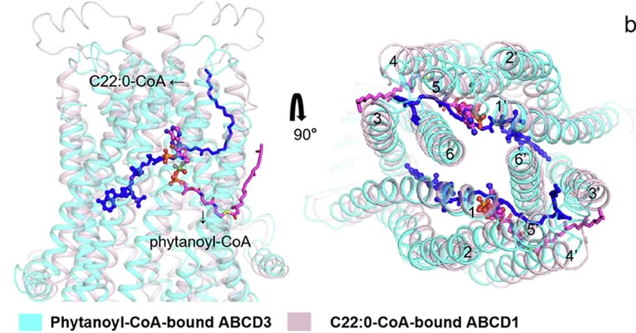 Open access visualization of Protein Structure, Phytanoyl-CoA, ABCD3, C22:0-CoA, ABCD1