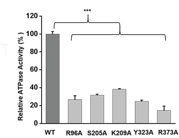 Open access visualization of Bar Plot, Error Bars, ATPase Activity, chABCD3, Mutants