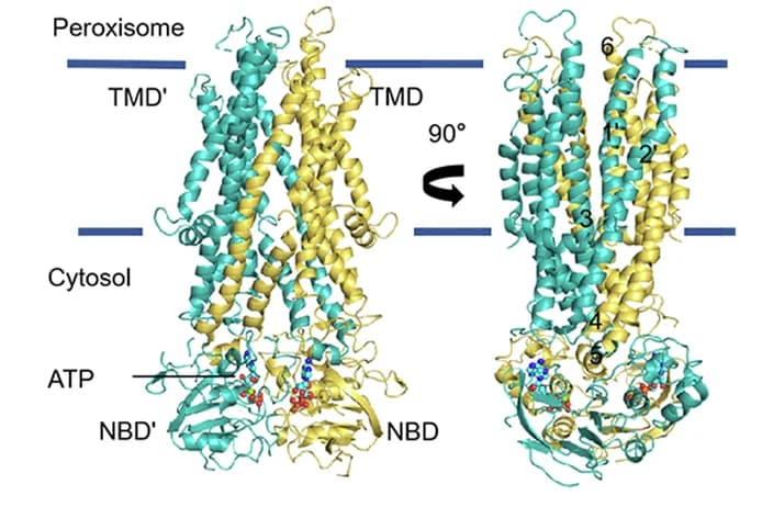 Open access visualization of Protein Structure, ATP-bound ABCD3, Subunits, ATP Molecules, TMs