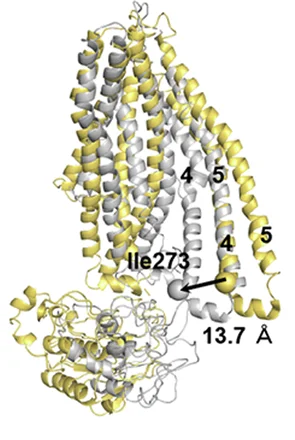 Open access visualization of Protein Structure, ATP-bound ABCD3, Phytanoyl-CoA-bound ABCD3, TMs, Phytanoyl-CoA Molecules