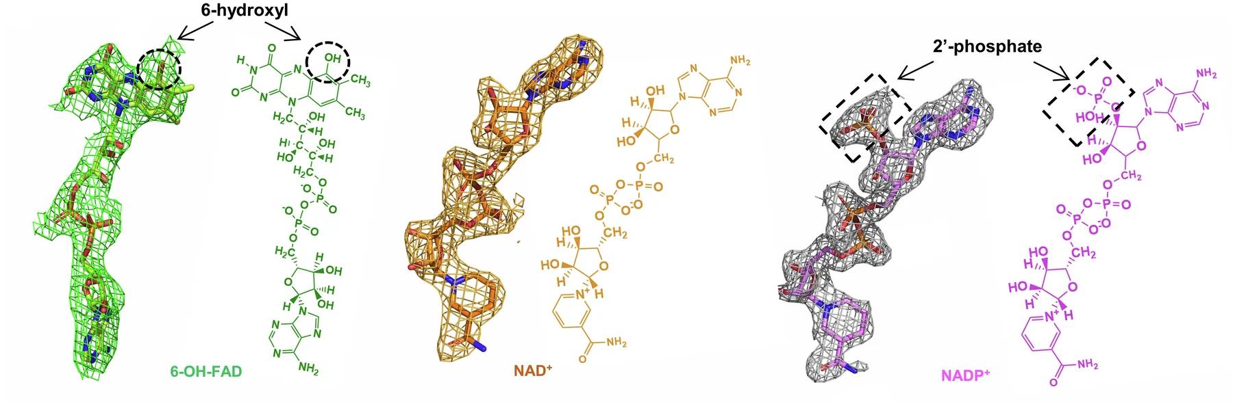Open access visualization of Protein Structure, Chemical Structure, Electron Density Map, 6-OH-FAD, NAD+