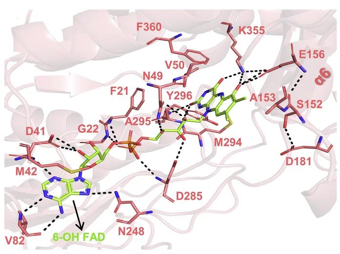 Open access visualization of Protein Structure, Chemical Structure, 6-OH-FAD, Binding Pocket, hFSP1