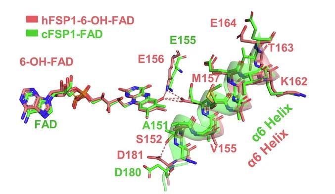 Open access visualization of Protein Structure, Chemical Structure, Structural Superposition, hFSP1, 6-OH-FAD