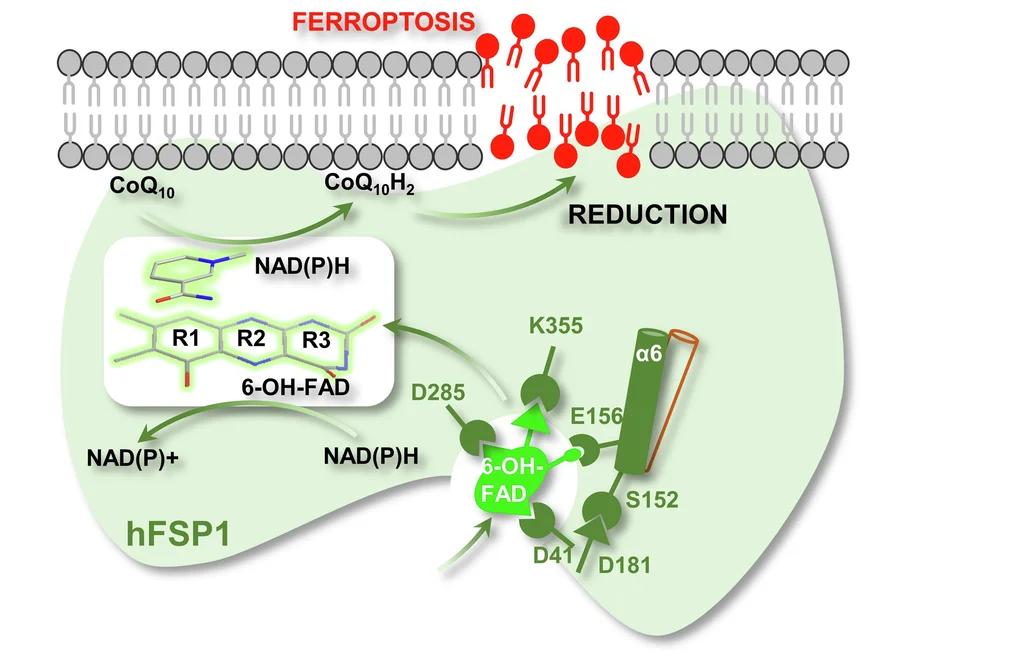 Open access visualization of Workflow, Pathway, Schematic Diagram, 6-OH-FAD, Ferroptosis Suppression
