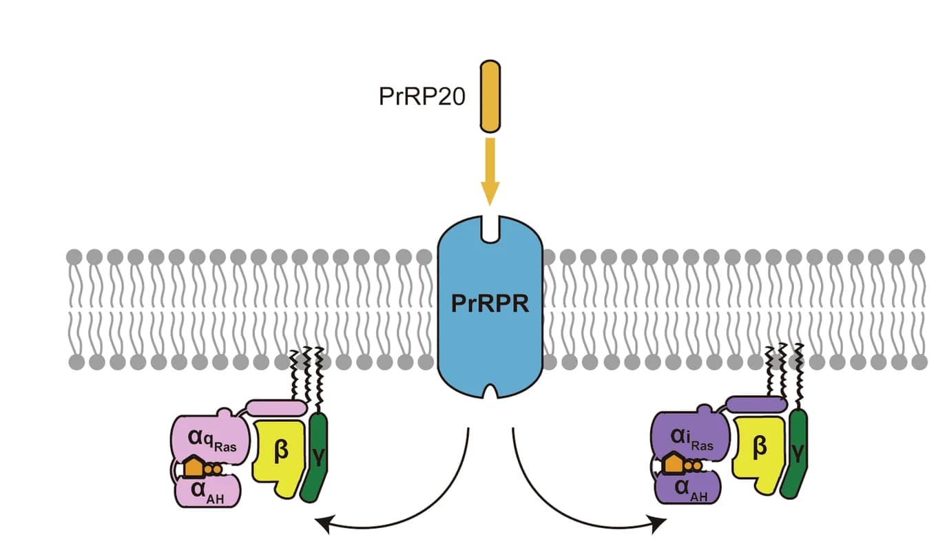 Open access visualization of Illustration, Pathway, G Protein, PrRPR, PrRP20