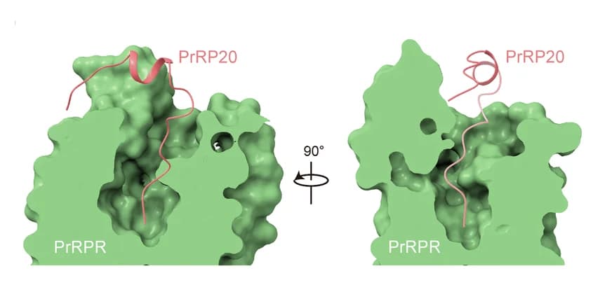 Open access visualization of Protein Structure, Cross-Section, PrRP20-Binding Pocket, Gi-Coupled PrRPR, Density Maps