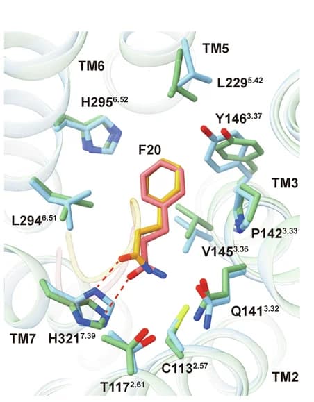 Open access visualization of Protein Structure, Chemical Structure, Detailed Interactions, PrRP20, Residues
