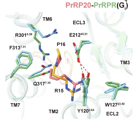 Open access visualization of Protein Structure, Chemical Structure, Detailed Interactions, PrRP20, Residues