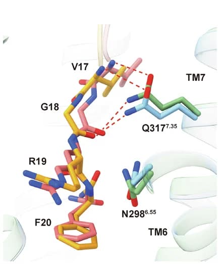 Open access visualization of Protein Structure, Chemical Structure, Detailed Interactions, PrRP20, Residues