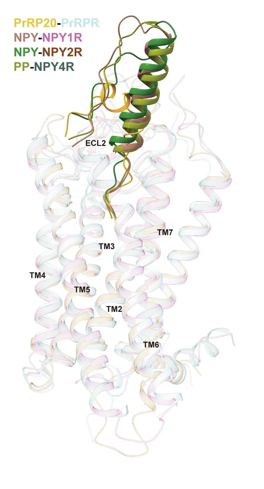 Open access visualization of Protein Structure, Protein Structures, PrRP20-PrRPR Complex, NPY-NPY1R Complex, NPY-NPY2R Complex