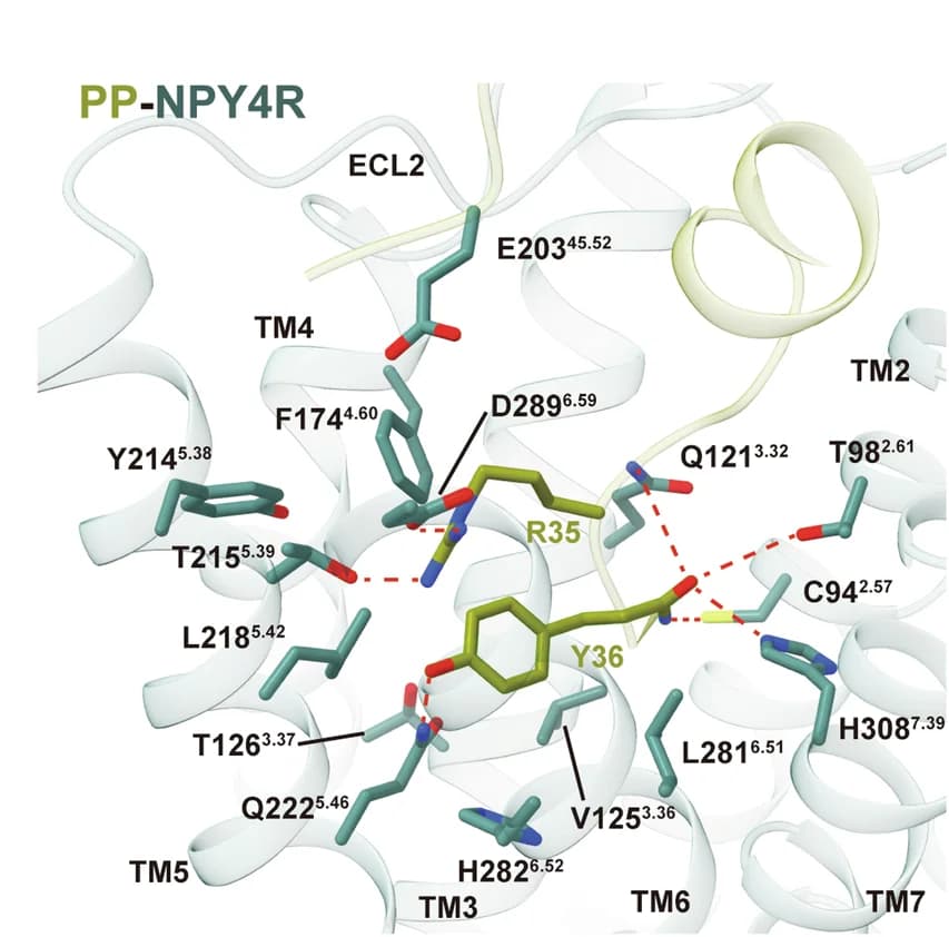 Open access visualization of Protein Structure, Binding Mode, RY-amide Motif, NPY4R, Transmembrane Domains