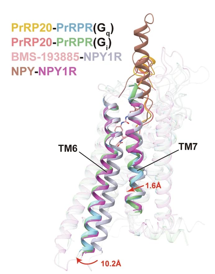 Open access visualization of Protein Structure, PrRPR-Gq Complex, PrRPR-Gi Complex, NPY1R, Agonist