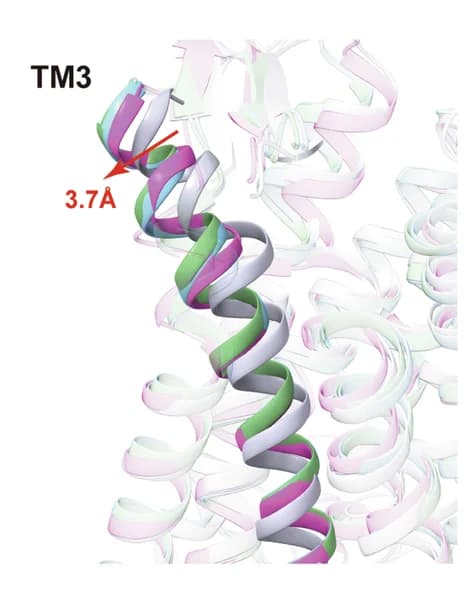Open access visualization of Protein Structure, PrRPR-Gq Complex, PrRPR-Gi Complex, NPY1R, Agonist