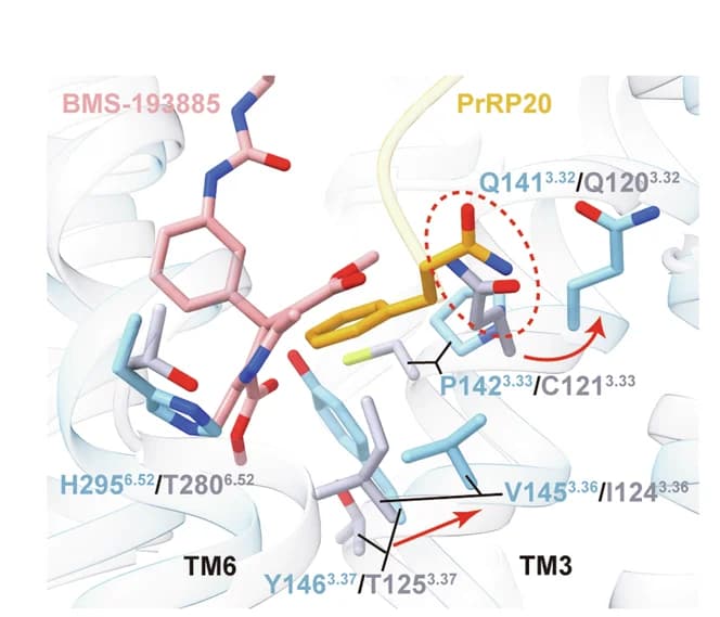 Open access visualization of Protein Structure, Chemical Structure, PrRPR, Hydrogen Bonds, Salt Bridges