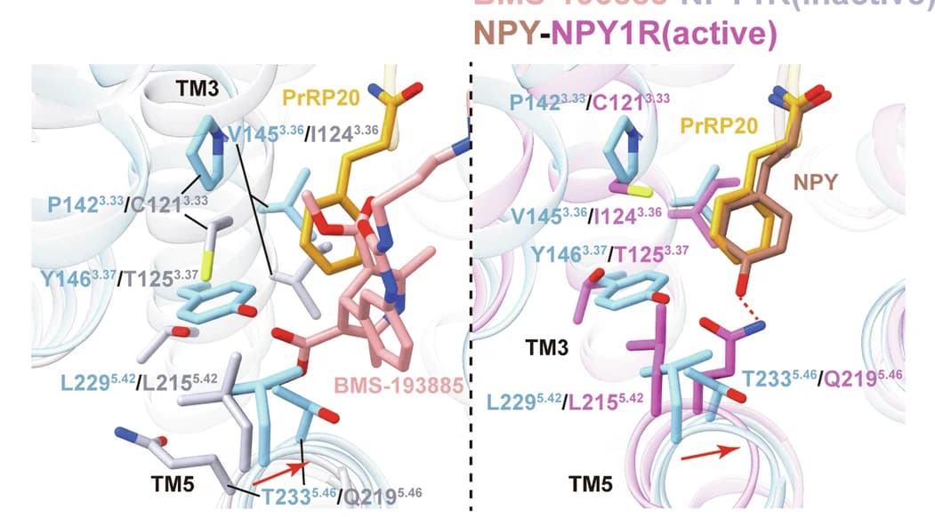 Open access visualization of Protein Structure, Chemical Structure, PrRPR, Hydrogen Bonds, Salt Bridges