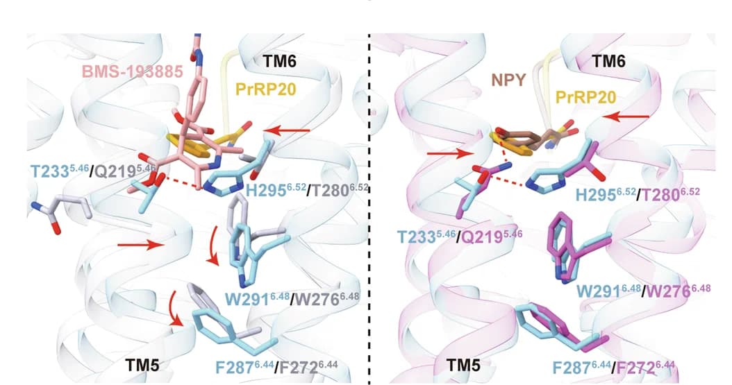 Open access visualization of Protein Structure, Chemical Structure, PrRPR, Hydrogen Bonds, Salt Bridges