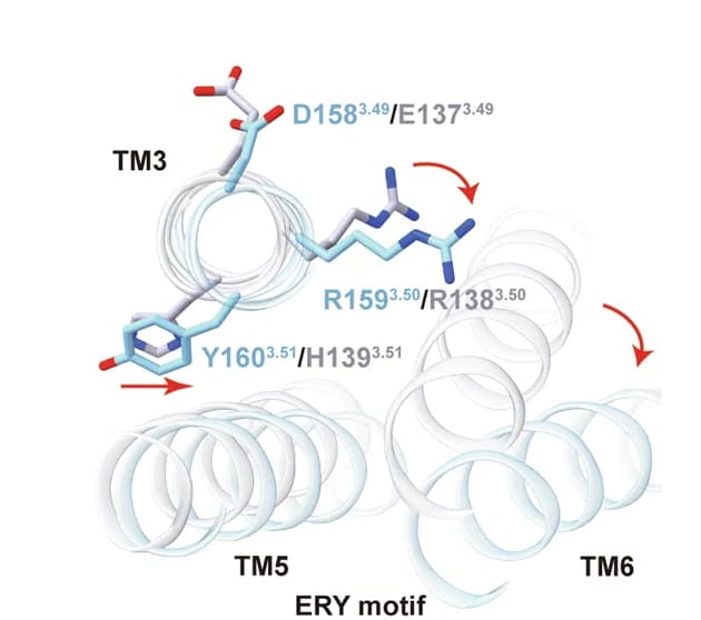 Open access visualization of Protein Structure, Chemical Structure, PrRPR, Hydrogen Bonds, Salt Bridges