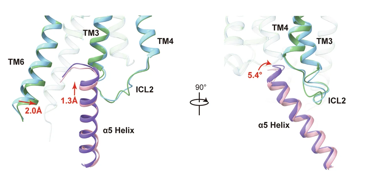 Open access visualization of Protein Structure, Gq-Coupled, Gi-Coupled, PrRPR, TM6