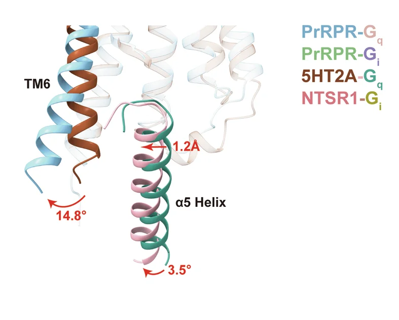 Open access visualization of Protein Structure, 3D Plot, Gq-Coupled, PrRPR, 5HT2A