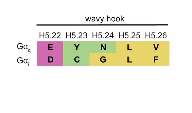 Open access visualization of Table Image, Wavy Hook, C-Terminus, Gαq, Gαi