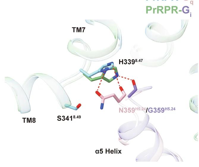 Open access visualization of Protein Structure, Chemical Structure, Interaction Patterns, Residues, Wavy Hook