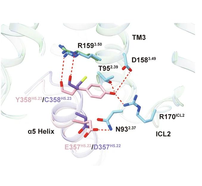 Open access visualization of Protein Structure, Chemical Structure, Interaction Patterns, Residues, Wavy Hook