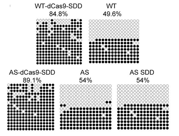 Open access visualization of Illustration, Methylation Status, Snrpn-IC Locus, Mice Littermates, WT-dCas9-SDD