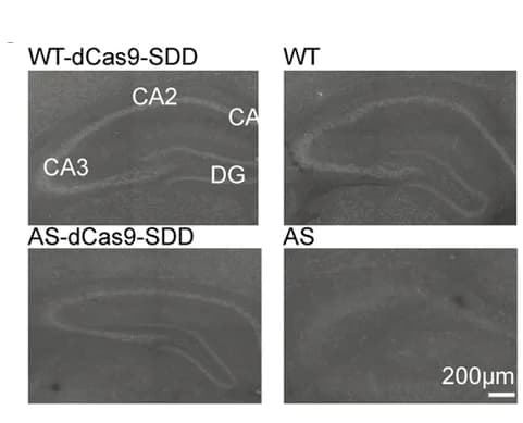 Open access visualization of Microscopy, Immunofluorescence, UBE3A, Hippocampus, Mice