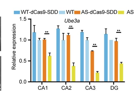 Open access visualization of Bar Plot, Error Bars, Clustered, Quantitative Expression, Ube3a