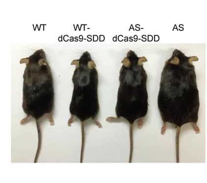 Open access visualization of Photo, Body Weight, Mice, WT-dCas9-SDD, AS-dCas9-SDD