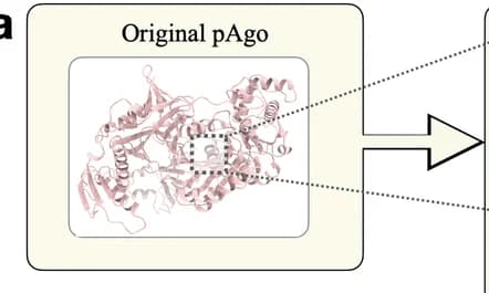 Open access visualization of Protein Structure, Forward Diffusion, pAgo Protein, Transition Probability Matrix, Uniform Distribution