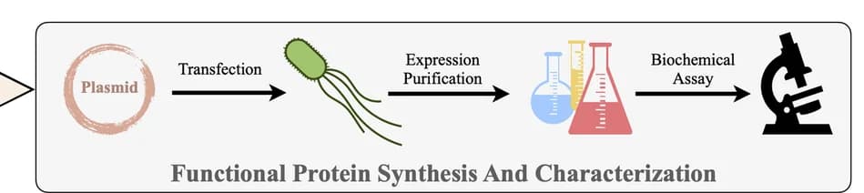 Open access visualization of Workflow, Illustration, Protein Synthesis, Characterization, Evaluation