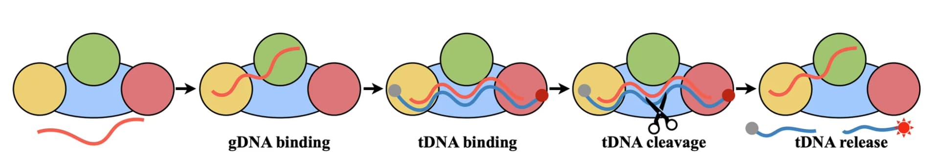 Open access visualization of Workflow, Flowchart, DNA-catalytic Cycle, KmAgo