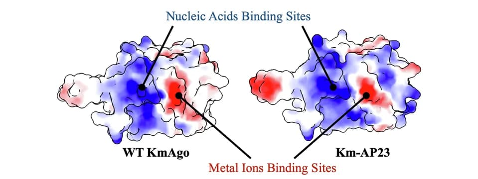 Open access visualization of Protein Structure, Electrostatic Surface, MID Domain, PIWI Domain, Km-WT
