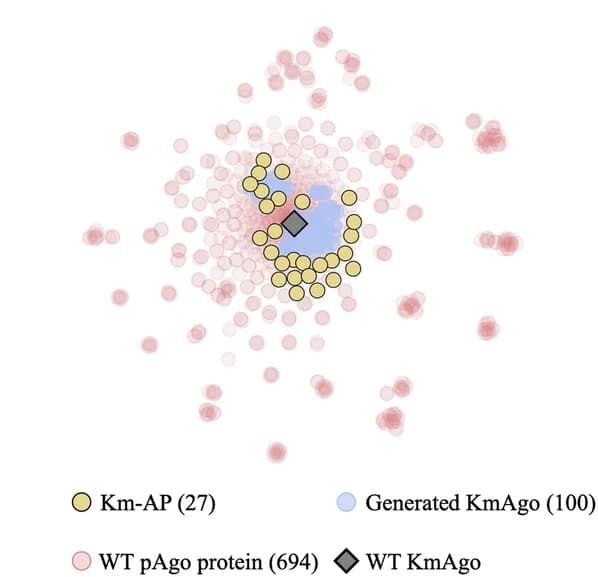Open access visualization of Scatter Plot, Computational Analysis, WT pAgo, KmAgos, t-distributed stochastic neighbor embedding (t-SNE)