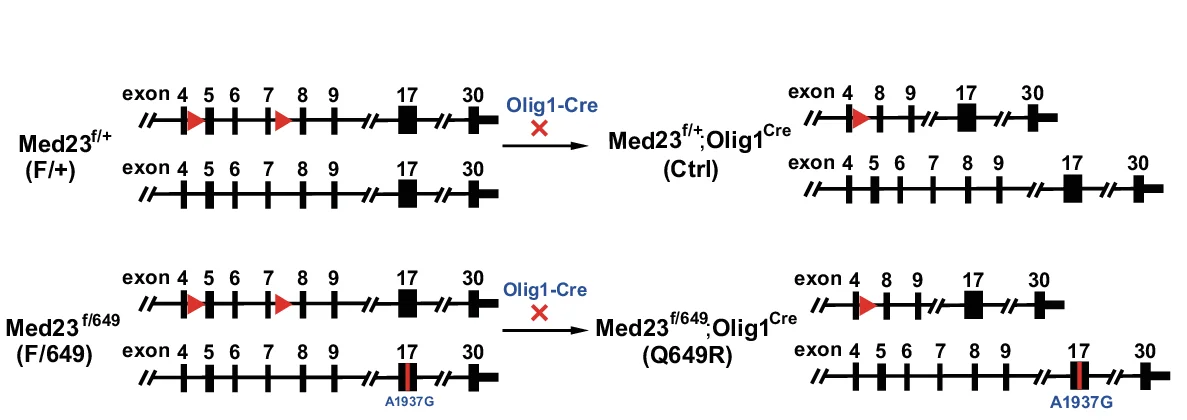 Open access visualization of Workflow, Illustration, Med23 Q649R Mutant Mice, Oligodendrocyte Lineage