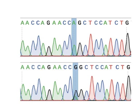 Open access visualization of Line Plot, Sanger Sequencing, Q649R Mutation, Med23 Mutant Allele