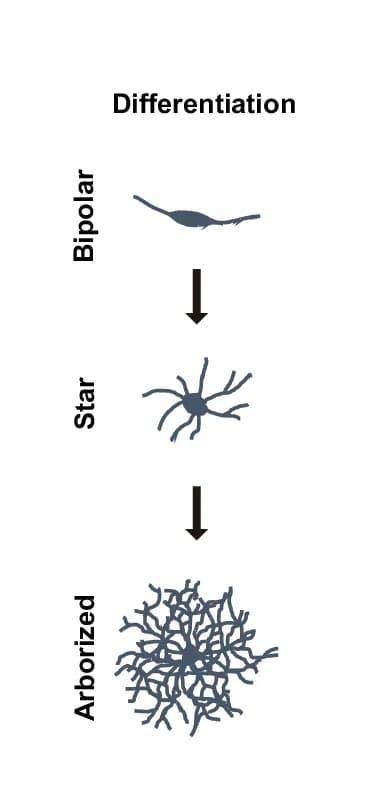 Open access visualization of Workflow, Illustration, Cartoon, Oligodendrocyte Morphology, Differentiation