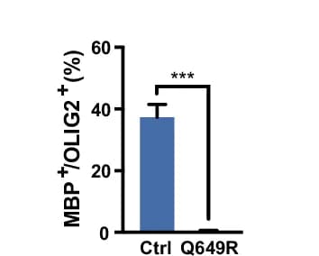 Open access visualization of Bar Plot, Error Bars, MBP Positive Cells, DAPI Positive Cells, Control Oligodendrocytes