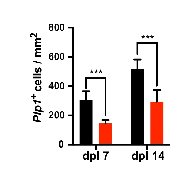 Open access visualization of Bar Plot, Error Bars, Clustered, Quantification, Plp1 + OLs