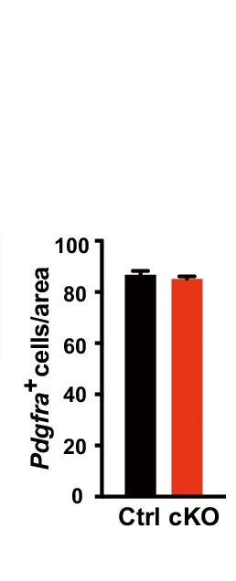 Open access visualization of Bar Plot, Error Bars, Quantification, CC1 Positive OLs, Corpus Callosum