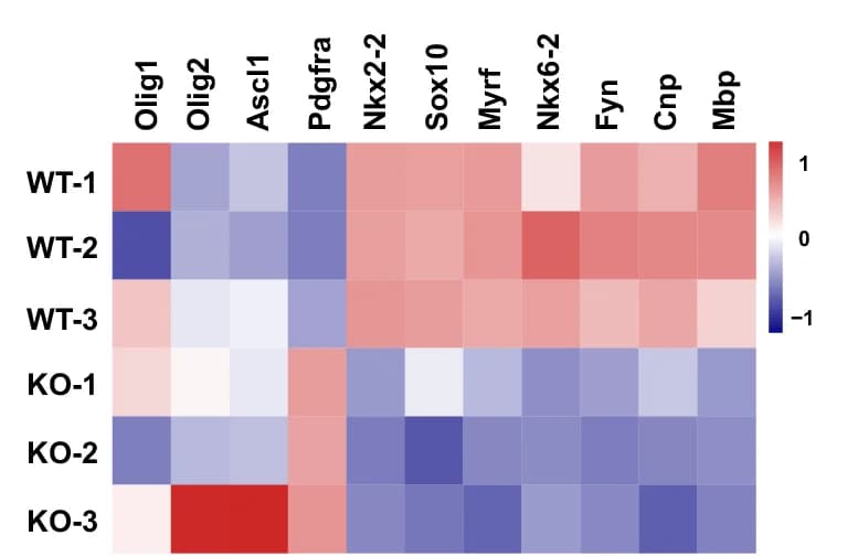 Open access visualization of Heatmap, Heatmaps, Expression differences, OL differentiation-associated genes, Ctrl