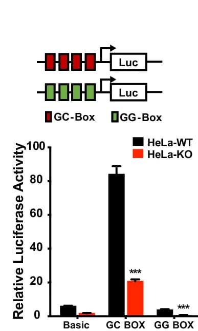 Open access visualization of Bar Plot, Error Bars, Clustered, Sp1, GC-box