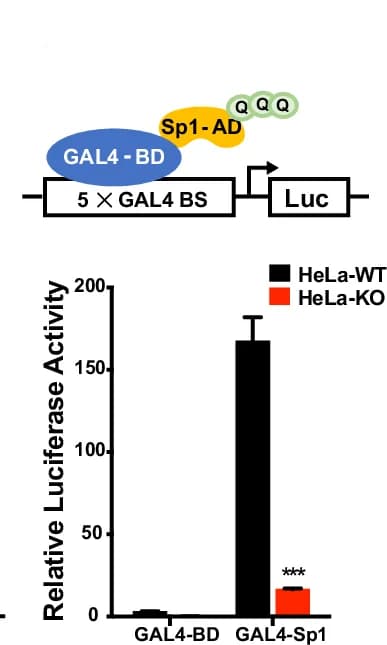 Open access visualization of Bar Plot, Error Bars, Sp1 activation domain, Gal4-DNA binding domain, Transcription