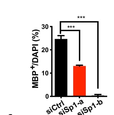 Open access visualization of Bar Plot, Error Bars, Quantification, MBP+ Cells, DAPI+ Cells