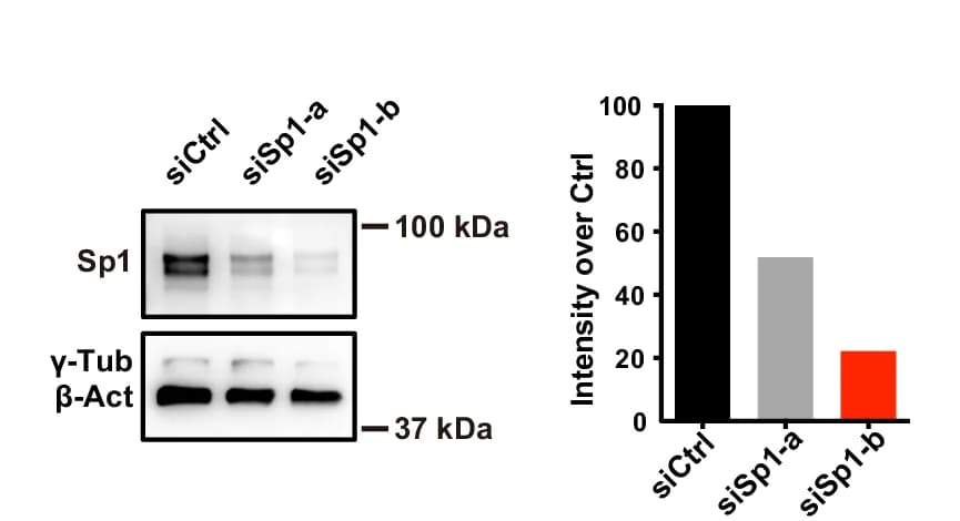 Open access visualization of Bar Plot, Gel, Photo, Immunostaining, Mit-A