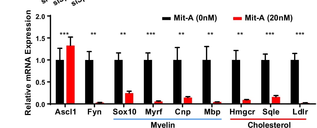 Open access visualization of Bar Plot, Error Bars, Clustered, qRT-PCR, Myelination-Promoting Genes